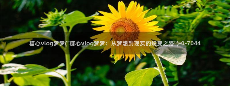 t糖心vlog